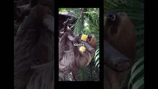 Mind blowing facts about sloths you didn&rsquo;t know!🤯