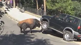 Stier zerst&ouml;rt Auto w&auml;hrend Menschen drinne sitzen!!😲😱