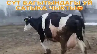 +996 507 182 869 СҮТ БАГЫТЫНДАГЫ УЙ САТЫКА ЧЫКТЫ МЫНА МЫНА ТУУЙУН ДЕП КАЛГАН😍