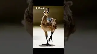 Peacock 1 Year Growth Stages #peacock #peafowl