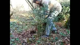 Le fragon &eacute;pineux ( Ruscus  aculeatu s)