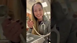 Unboxing MDF Instruments ProCardial Titanium Purrfect (cat print) Stethoscope