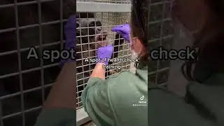 A day in the life of a Great Ape keeper 🦍