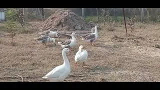 free Range Farming #Rajhansh​ #swan​ #birds​ #cute​ #cutebirds​ #viral​ #viralvideo​ #youtube