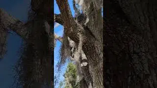 Spanish Moss - Up close and Personal. 🌴👍💥🐊🙏