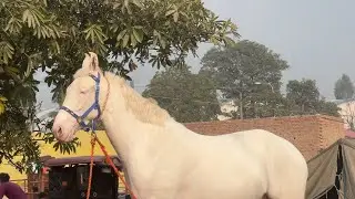 (ਮੁਕਤਸਰ ਘੌੜੀਆਂ ਵਾਲੇ ਮੇਲੇ ’ਤੇ) Majhuke Bloodline Gurbaz ho ga miss