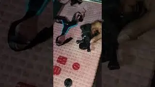 Bike riding video shoot ke liye mobil holder set up ready karna 