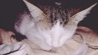 cat vlogger | new member | welcome home