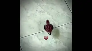 duck #meme   #edit #funny  #memes