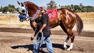 Happy New Year!! Grand Final Futurity 2025 at Tapias Race Track&hellip;