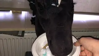 Ochtend routine met de paardjes X mas!!