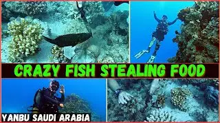 Hunting Giant Clams in Red Sea at Al Hassi Saudi Arabia | Fish Fighting For Food