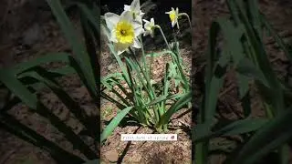 First blooms of spring! #flowers #bloom #spring #shorts #tiktok #garden #nature #vibes