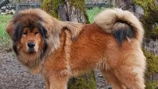Youtube shorts video Bhotiya Dogs || dog 🐕 shots video|| dog 🐕 shots vlog|| dog Vs lione fite||