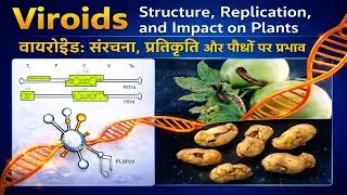Viroid Explained | Structure, Replication, Diseases & History | B.Sc 2nd Sem Microbiology/Botany