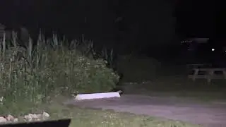 Skunk in the campground at Fisherman&rsquo;s Memorial State Park