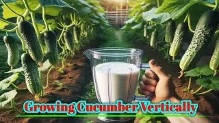 Growing Cucumbers in Self-Fertilizing Baskets Yields TONS of Delicious Fruits!