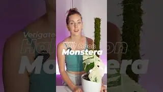 Why This Rare Half Moon Monstera Could Un-alive On You&hellip;