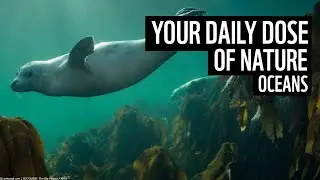 A daily dose of nature | UK oceans | WWF