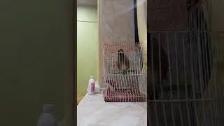 talking mayna bird