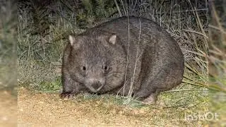 Have you ever heard of an animal that poops in a box shape?