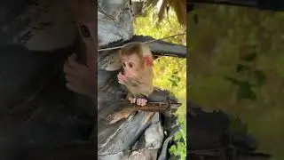 #Amazing Baby Monkey Cute Moments#Funny Monkey Playing, Eating & Exploring#Viral Cute Animal Moments