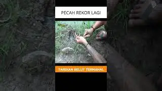 PECAH REKOR BELUT MONSTER LAGI