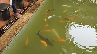 Goa fishing videos🐠 goa beautiful fishing Video 😀 village fishing Video 💚 / #fishingvideo #fishing