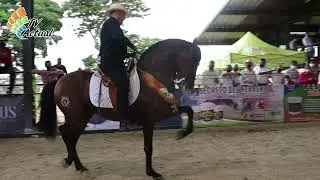 Caballo Laureado