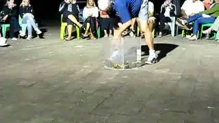 Australian Toad Racing. We are such adults.
