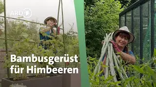 Bambus ernten und Himbeeren in Kübel pflanzen: So gelingt's│Querbeet