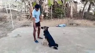 German Shepherd dog training time odisha 