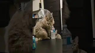 Typical cat behaviour!#the #meowslims #fyp #pets #catlover #catsoftiktok  #catmom #mischevious #play