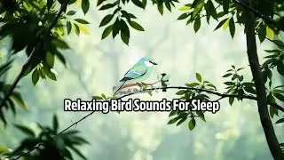 Bird Sounds Meditation 🧘 Healing Nature Ambience