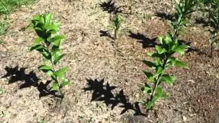 27 April, 2015 Growing Green Lillies & Peruvian Daffodils