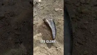 Unearthing a T-rex tooth! 🦷🦖  -  🎥 duranosaur