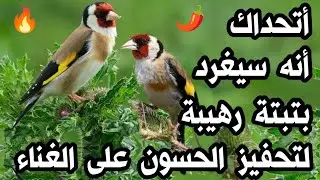 🔥أتحداك أنه سيغرد ، #بتبتة الحسون الفتاكة لعلاج الصمت و الخمول ، لا تبخل على حسونك ، تحفيز خرافي 🌶️🔥
