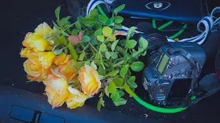 How to take an “identity photo” of a new rose