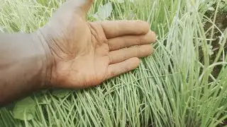How to succeed in onion Nursery management  during the rainy season