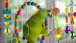 How to keep your birds healthy || fun to learn..
