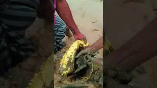 అంతరించిపోతున్న బొమ్మిడాయిలు #giftsofthenature #village #fishhunting #bommidai #handfishing #shorts