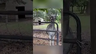 #DogsBeingFunny