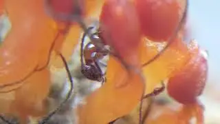 二色蟻形蟲(Anthelephila klapperichi)天母鳥類觀察廣場木欄掉落構樹果上2024.6.15.