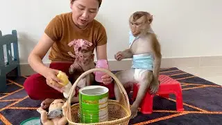 Monkey DouDou Sitting On The Chair Anxiously For His Milk From Mom
