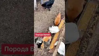 Порода Курей БРАМА‼️ #кури #брама #яйця #порода #поради