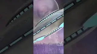 spread your wings
