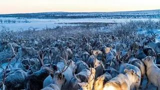 Drone Footage Of Reindeer Migration