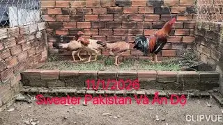 11/1/2026 Sweater Pakistan và Ấn Độ Rặc | Ae Làm Giống LH 