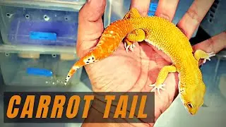 SUPER HYPO TANGERINE CARROT TAIL BALDY