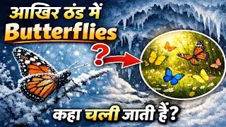 Where Do Butterflies Go in Winter? 🤔🥶 वसंत में अचानक कैसे हो जाती हैं वापस! 🦋❄️
